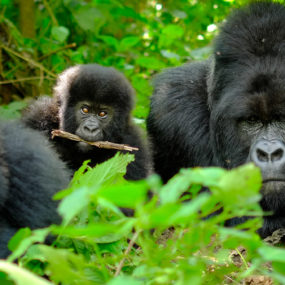 10 Days Wildlife And Gorilla Trekking Group Tour