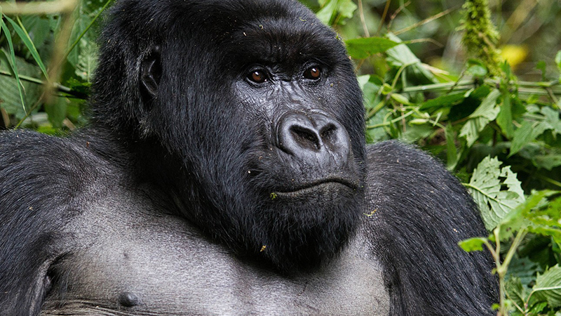 A silverback is an adult male gorilla, typically more than 12 years of age and named for distinctive patch of silver hair on his back silverback gorilla