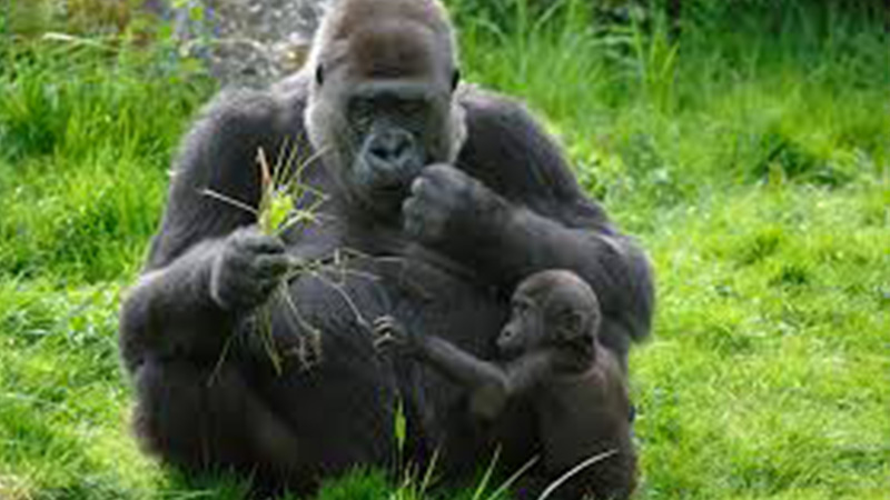 Eastern Lowland gorillas in Democratic republic of Congo