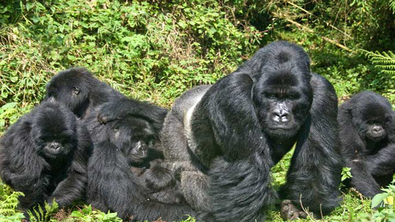Gorilla Families In Rwanda