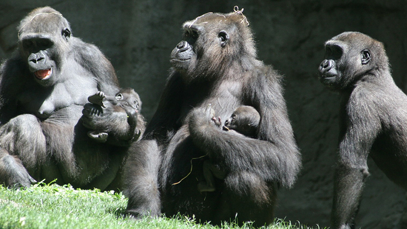 Gorilla reproduction