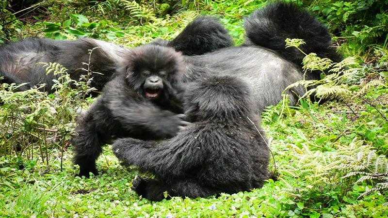 Hirwa gorilla family / group-