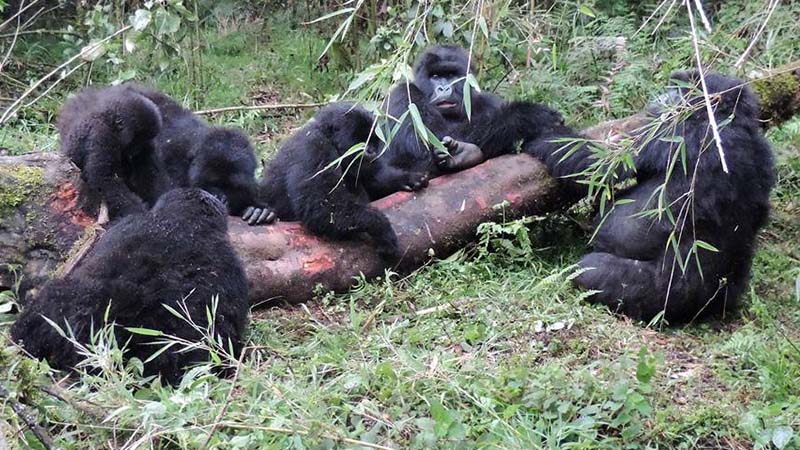 Gorilla families in Rwanda