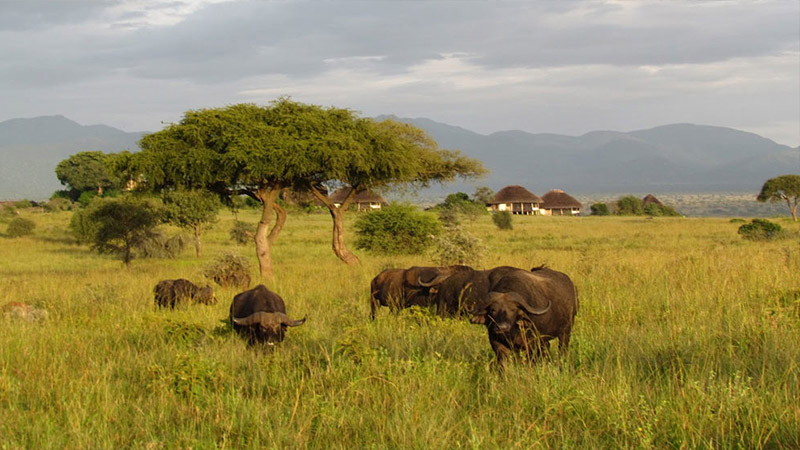 Kidepo Valley National park A GEM IN THE WILD of North eastern Uganda, amidst the jagged scorched wildlife grass