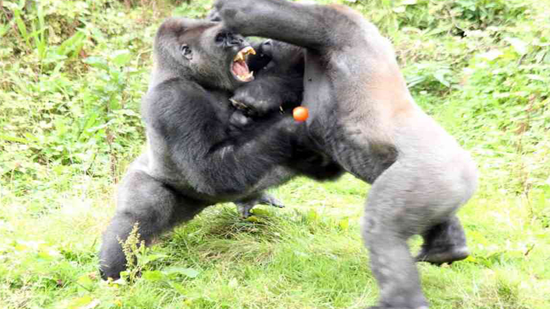 Ecology of gorillas