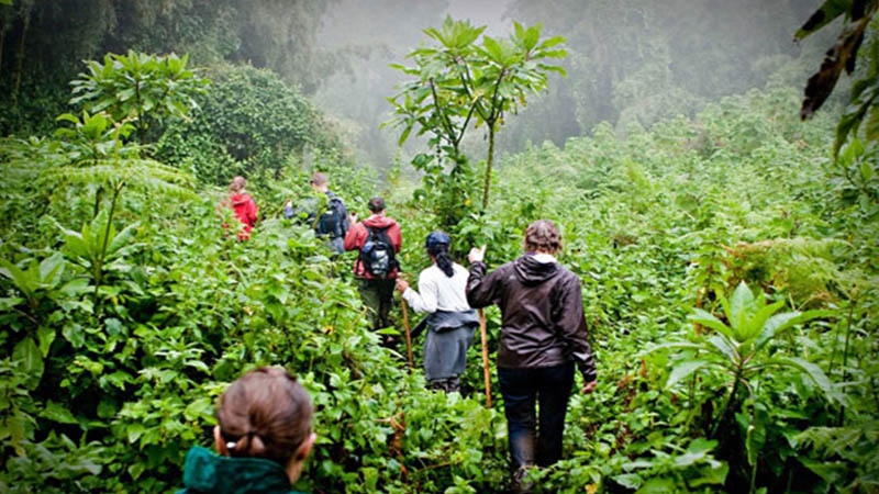 Rwanda Gorilla Trekking Guide, Rwanda Gorilla Trekking Guide