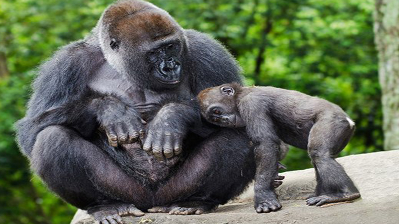 FAQs on Gorillas