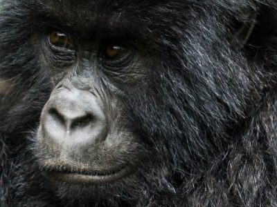 Bwindi Forest, The home of gorillas in Uganda, Gorilla tracking experience in Bwindi, Morning breakfast and transfer back to Kampala, Half day rafting on river Nile and visit source of river Nile, Transfer back to Kampala-Entebbe