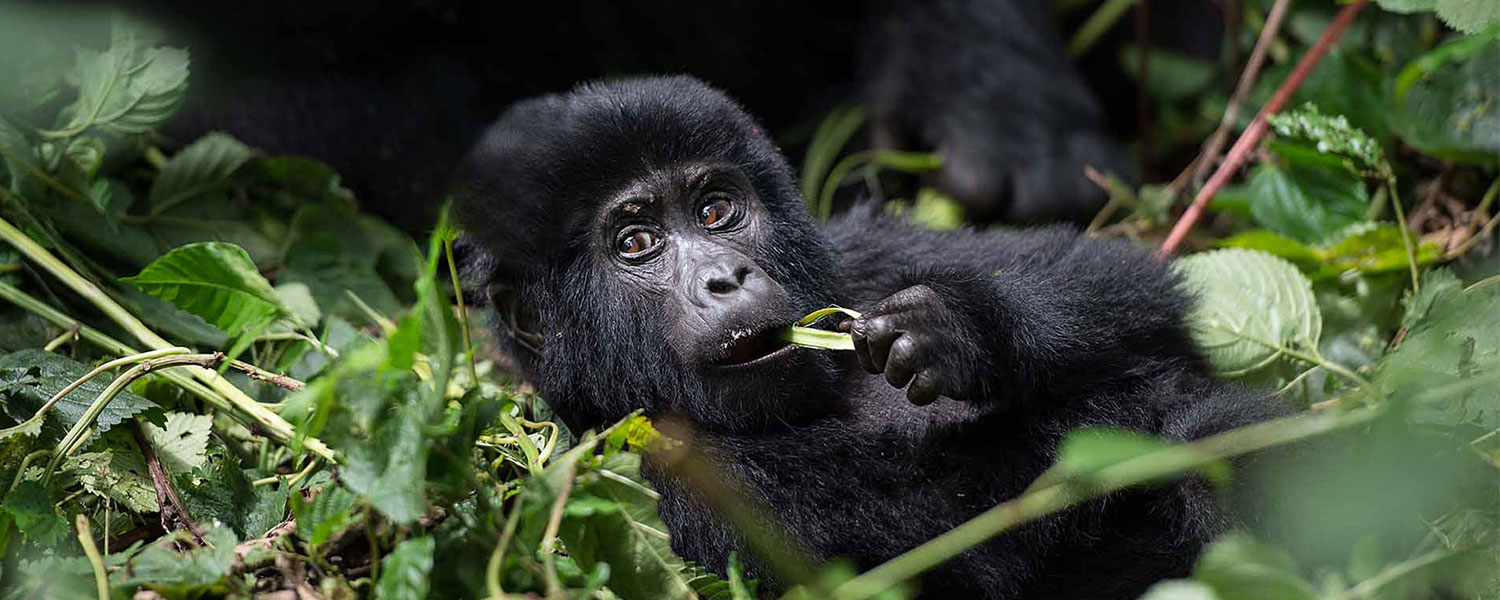 How to save mountain Gorillas, Queen Elizabeth national Park, Gorilla Tracking in Bwindi Forest, Chimpanzee trekking in Kyambura gorge, Entebbe near the airport, and drive to Bwindi