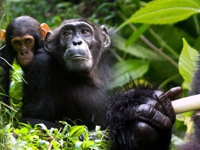 Going on to Kibale forest park, (The capital world of primates), Bwindi Forest National park, Hotel in Kampala / drop off at Entebbe airport
