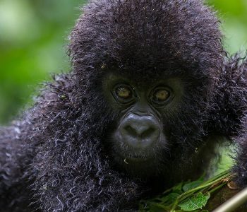 visit Rwanda for gorilla trekking & Relaxation on lake kivu, 4 Days Gorilla trekking in parc des volcanos and Lake Kivu tour