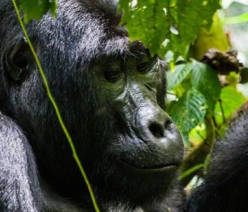 20 days Uganda and Rwanda safari is an African safari package designed to maximize your African travel experiences in Uganda and Rwanda. It is a relaxed trip that takes you through an amazing scenic landscapes
