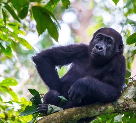 6 Days Rwanda primate Package From Kigali