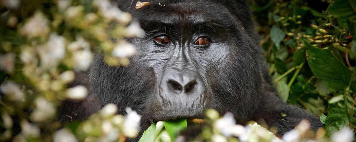 7 Days Congo Wildlife Safari Africa Adventure Vacations