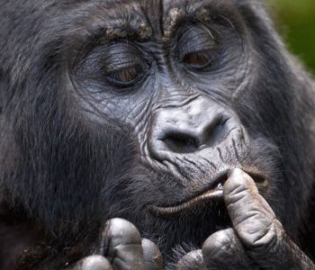 3 Days Magical Gorilla Tour And Culture Rwanda involves exploring Volcanoes National Park with a chance to trek and see mountain gorillas