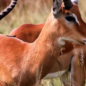 9 Days wildlife Safari to Uganda
