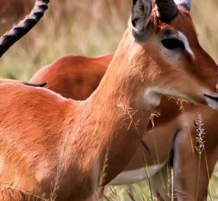 9 Days wildlife Safari to Uganda