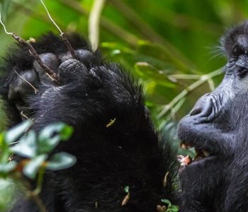 Nyungwe forest national park with lunch en route. The forest is rich with the shy forest dwellers like the wild chimpanzees, red-tailed monkeys, black and white colobus monkeys and many others.