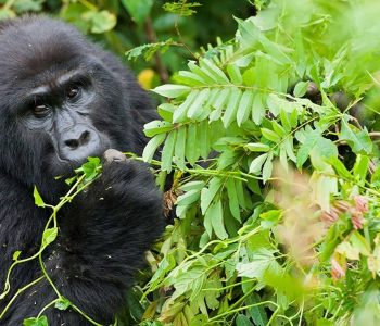 Africa adventure vacations