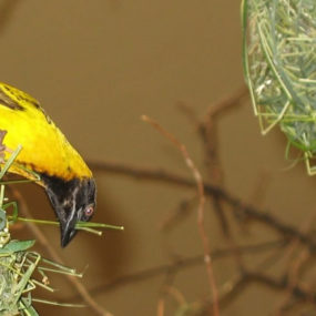 5 Days Uganda Birding Safari