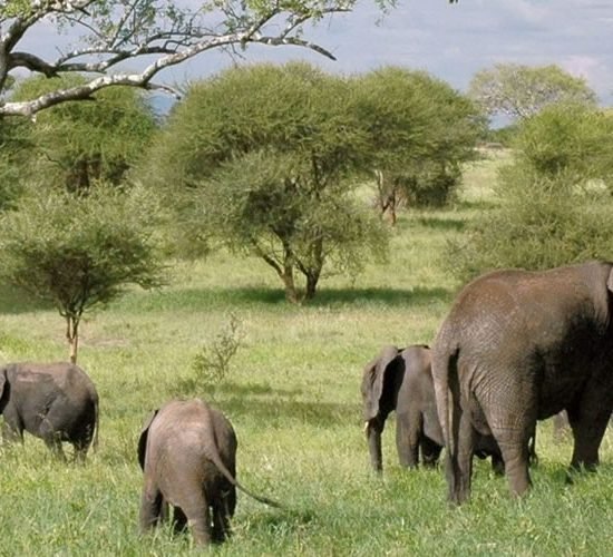 fascinating nights in the wilderness safari that will first take you to Tarangire National Park with its vast population of elephants