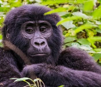 10 Days Gorilla trekking Safari in Congo and Uganda is an ultimate gorilla tour safari package that will take you to congo’s Virunga national park, batwa trail cultural