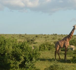 9 Days Kenya Safari in the Wilderness