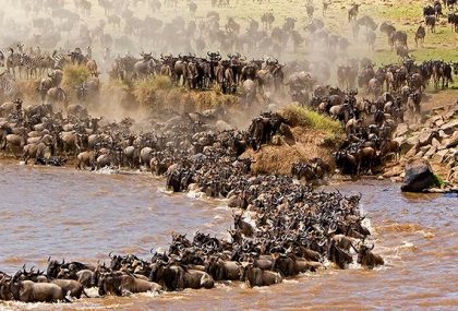 5 Day Wildebeest Migration Safari in Tanzania