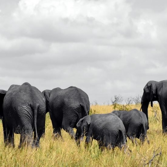 8 Days Tanzania Shared Safari