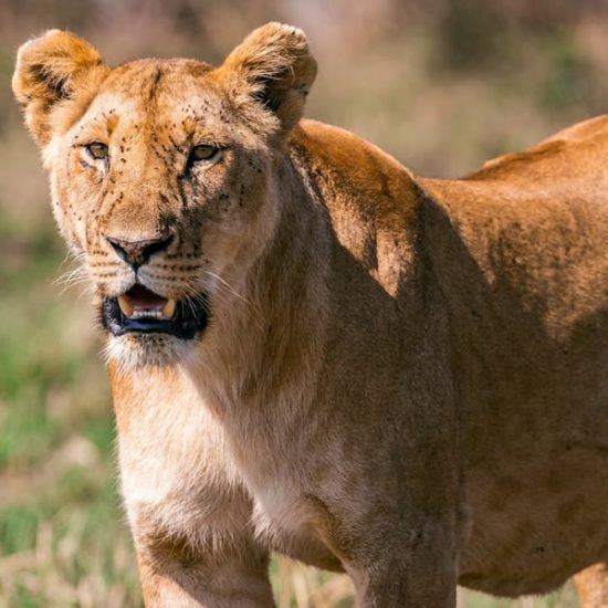 big five Uganda safari will take you to Murchison Falls National Park to search for the four members of the African big five members and other wildlife species Morning game drive