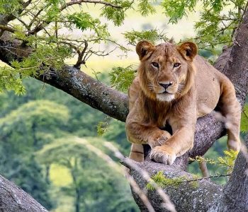 uganda safari Queen Elizabeth National Park to encounter wildlife, tree climbing lions and big mammal,ver 606 bird species,chimpanzee tracking