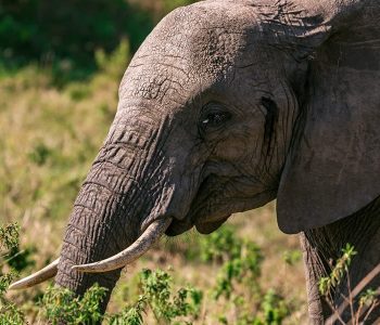 Murchison falls national park wildlife safari in Uganda, will take you to Ziwa rhino sanctuary