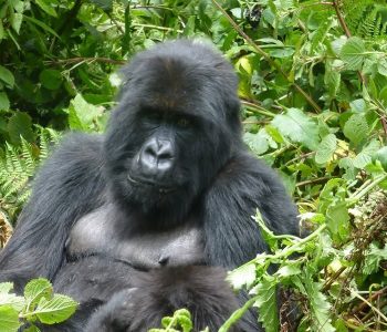 Bwindi impenetrable forest national park double mountain gorilla trekking