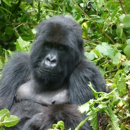 Bwindi impenetrable forest national park double mountain gorilla trekking