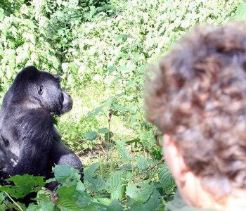 Bwindi Mountain gorilla habituation tour from Kigali is one of the shortest mountain gorilla experience tour Bwindi Impenetrable forest National Park
