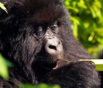mountain gorilla habituation safari is an outstanding mountain gorilla experience safari and Bwindi impenetrable national park