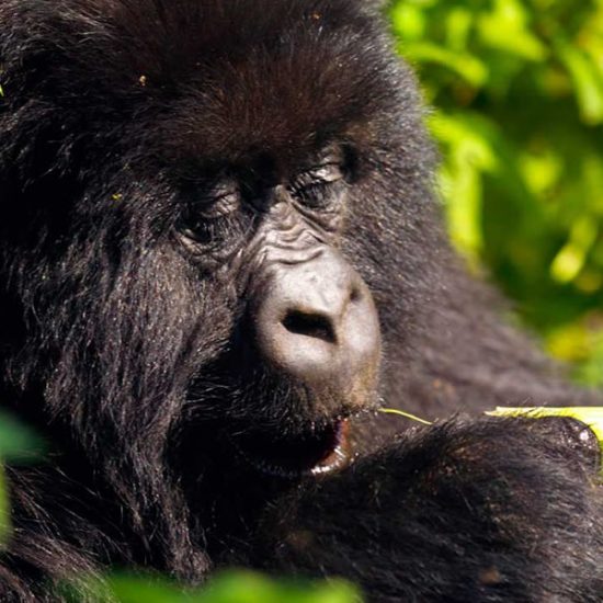 mountain gorilla habituation safari is an outstanding mountain gorilla experience safari and Bwindi impenetrable national park