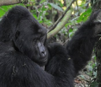 Uganda Safari will take you to Bwindi impenetrable forest national park for mountain gorilla trekking and Kibale Forest national park