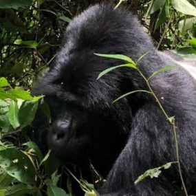 Bwindi mountain gorilla tracking flying safari is made for people who want to encounter mountain gorillas