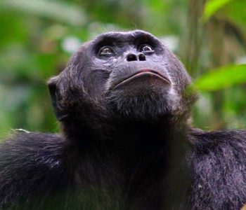 Chimpanzee Habituation Experience in Kibale forest national park