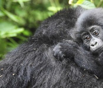 double mountain gorilla tracking to Bwindi Impenetrable forest national park