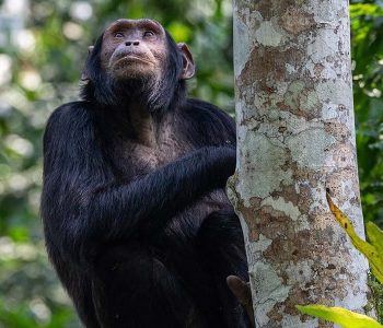 Kibale Forest National Park is the answer to chimpanzee tracking primates