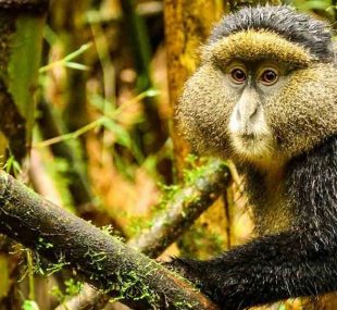 Mgahinga Uganda gorilla and golden monkey safari Mgahinga gorilla national park