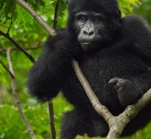 Mgahinga gorilla trekking safari from Kigali will takes you to Mgahinga Gorilla National Park