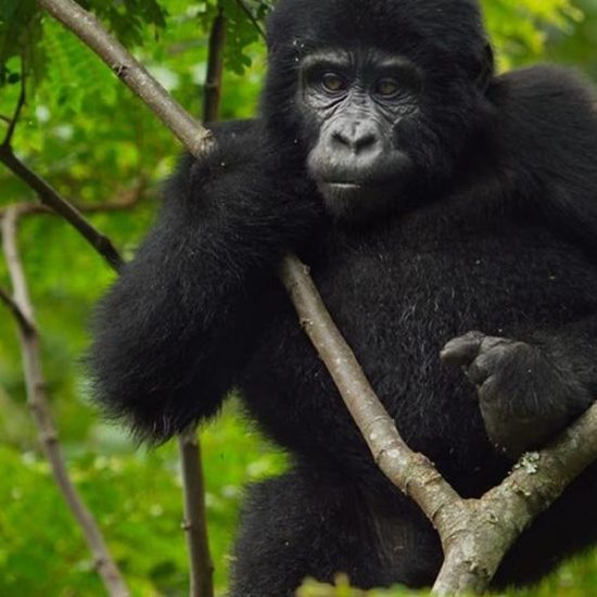 Mgahinga gorilla trekking safari from Kigali will takes you to Mgahinga Gorilla National Park