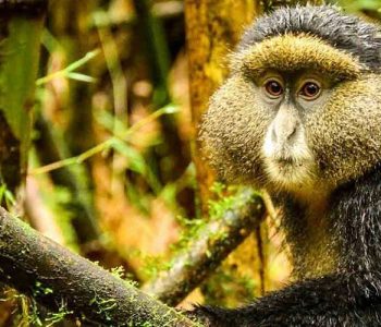 Mgahinga mountain gorilla Golden monkeys Batwa trail experience Mount Sabinyo hiking safari