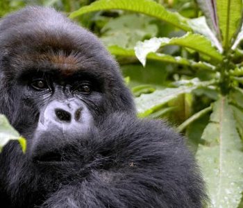 Mountain Gorilla Habituation Safari in Uganda is one exciting gorilla tours for unforgettable life time wildlife experience Bwindi Impenetrable national park