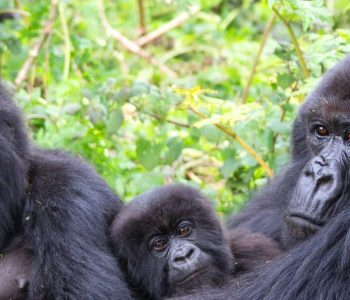 Mountain Gorilla Habituation and tracking Safari to Bwindi Impenetrable forest national park in Uganda, double experience of mountain gorillas