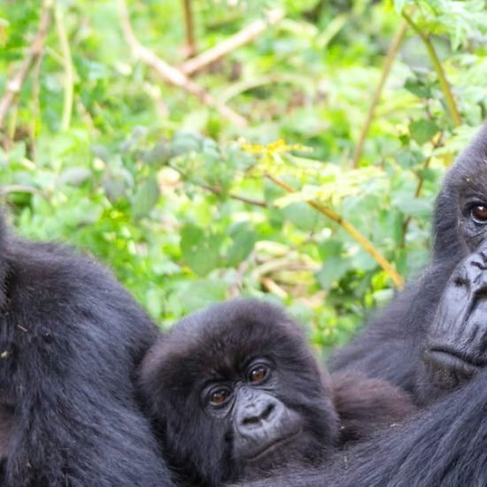 Mountain Gorilla Habituation and tracking Safari to Bwindi Impenetrable forest national park in Uganda, double experience of mountain gorillas