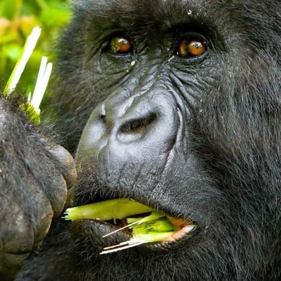 Uganda Mountain Gorilla trekking Kigali city national airport to Bwindi Impenetrable forest national park in Uganda